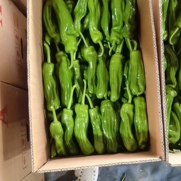 辣椒大量有货，支持市场，电商，视频看货量大从优