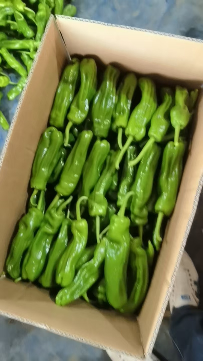 辣椒大量有货，支持市场，电商，视频看货量大从优