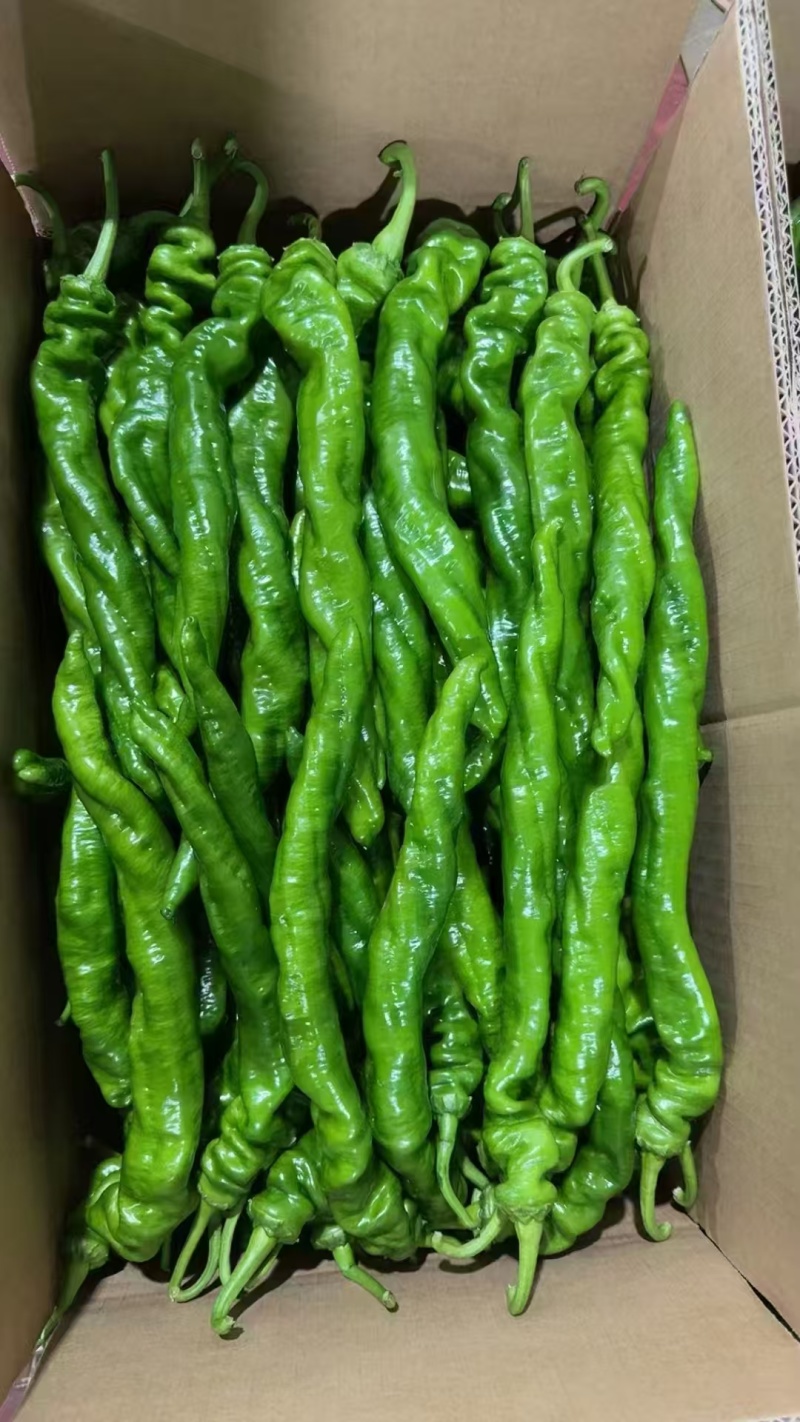 辣椒大量有货，支持市场，电商，视频看货量大从优