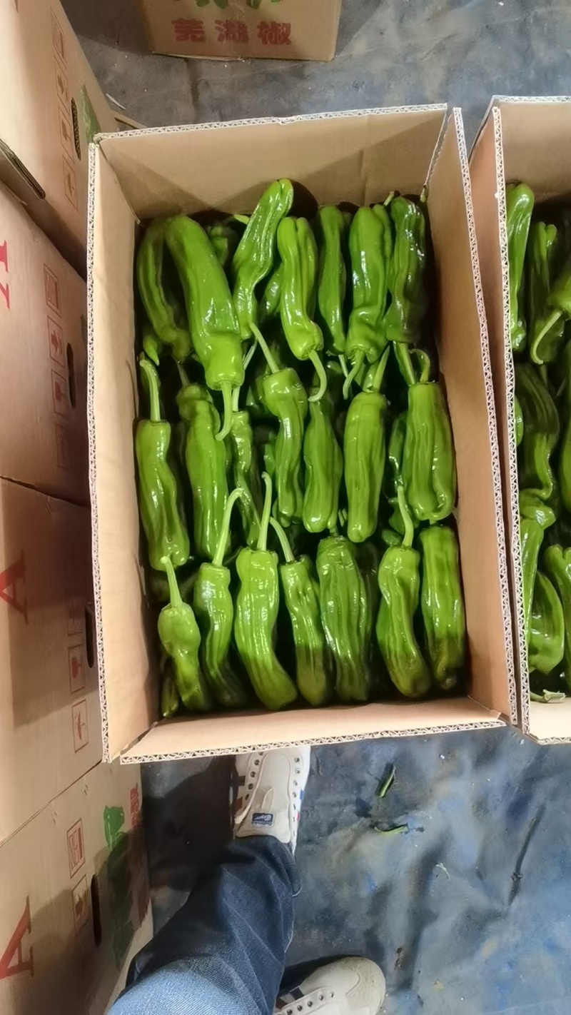 辣椒大量有货，支持市场，电商，视频看货量大从优