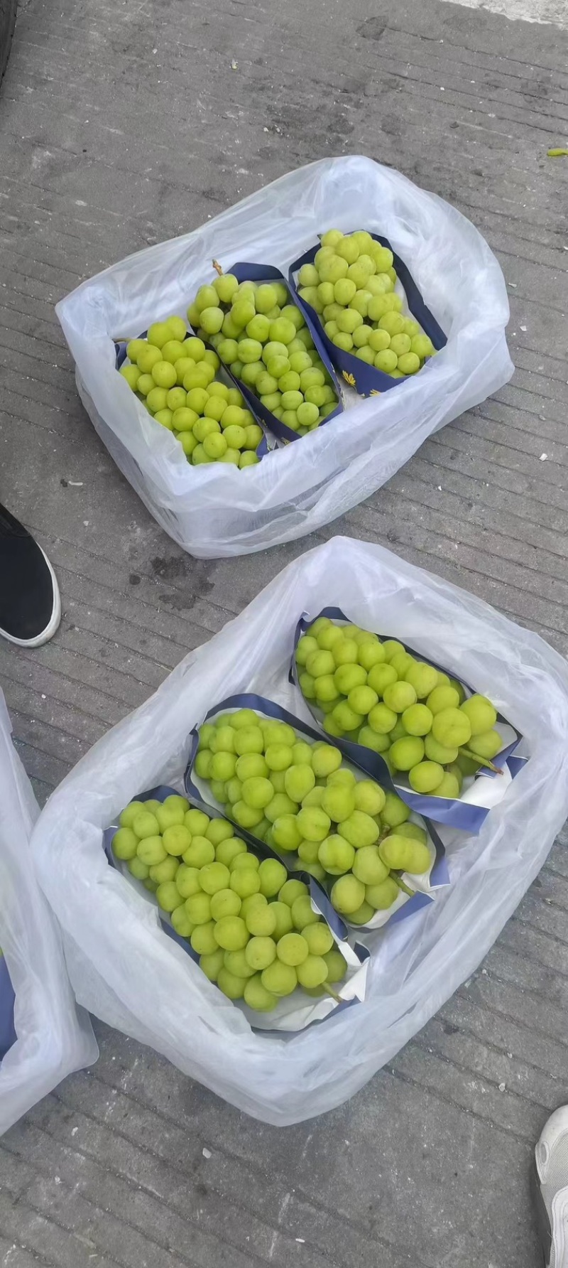 辽南阳光玫瑰葡萄大量库存货一手货源