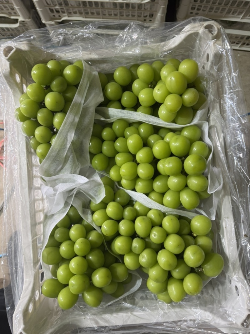 辽南阳光玫瑰葡萄大量库存货一手货源