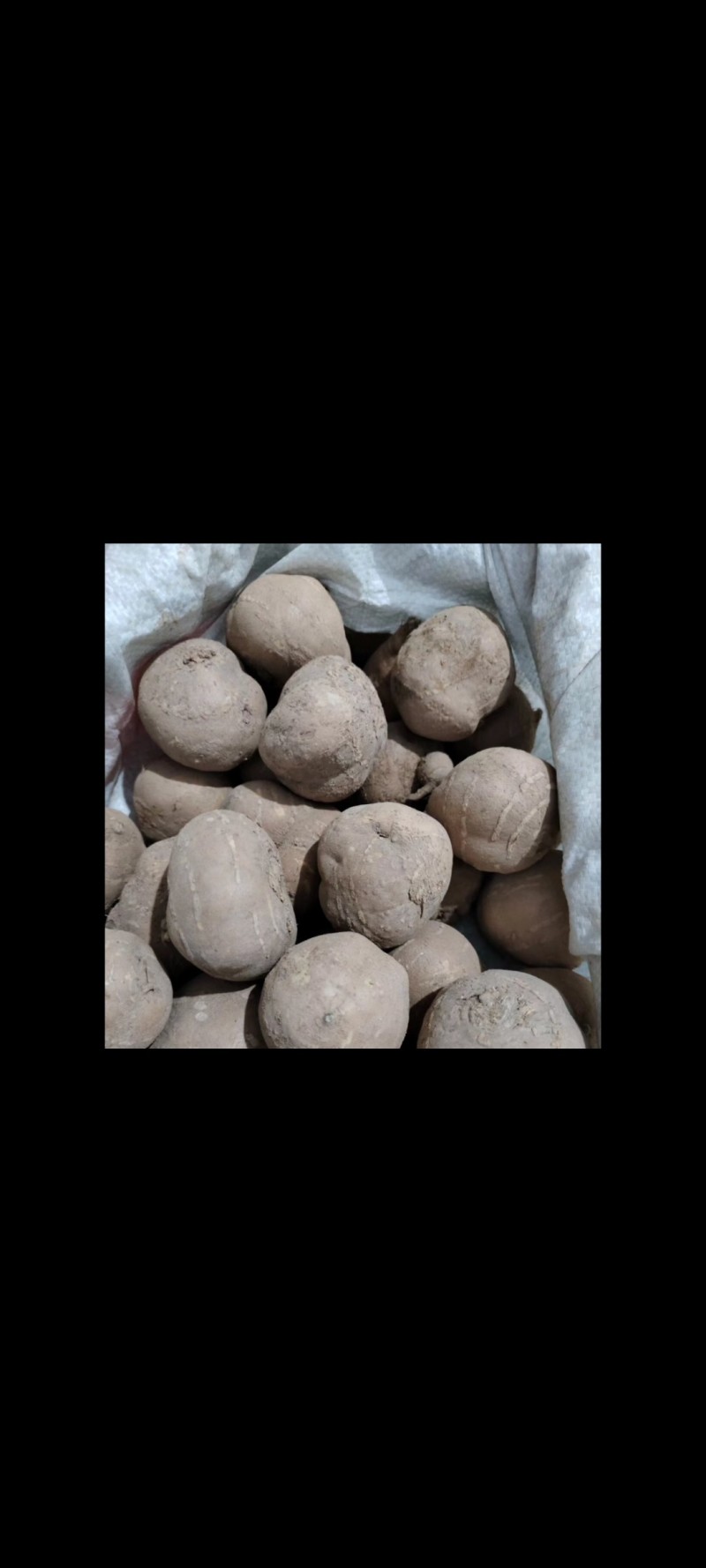 土栾儿