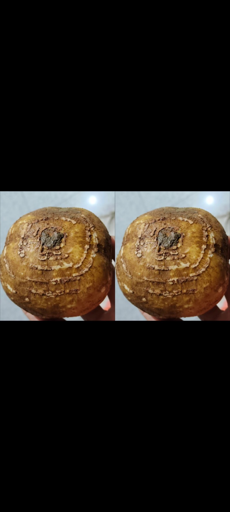 土栾儿
