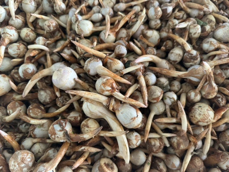 云南大茨菇小慈菇中号茨菇蓝白产地直销快递整车物流全国发货