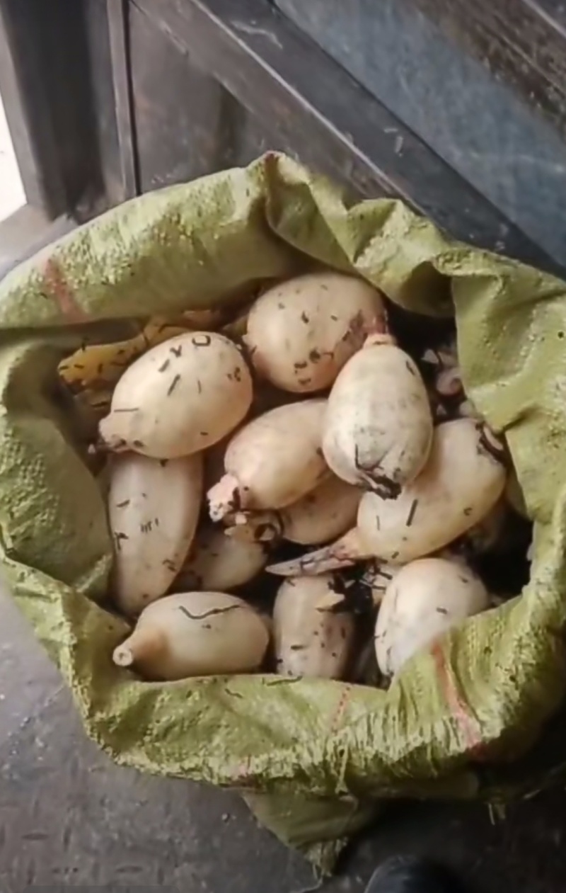 黄河滩莲头，莲把