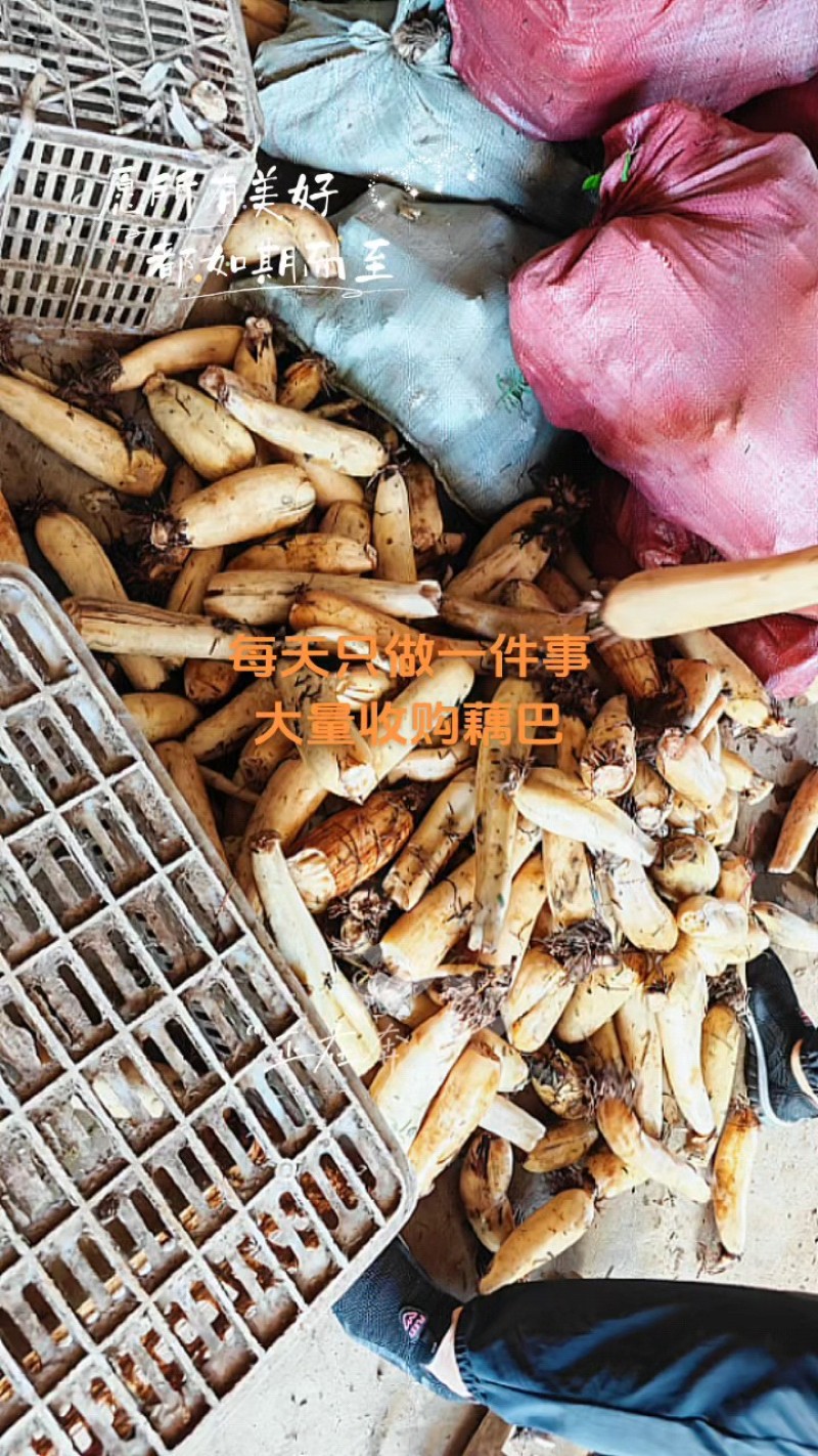 黄河滩莲头，莲把