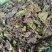 紫苏叶保质保量健康美味随时可聊