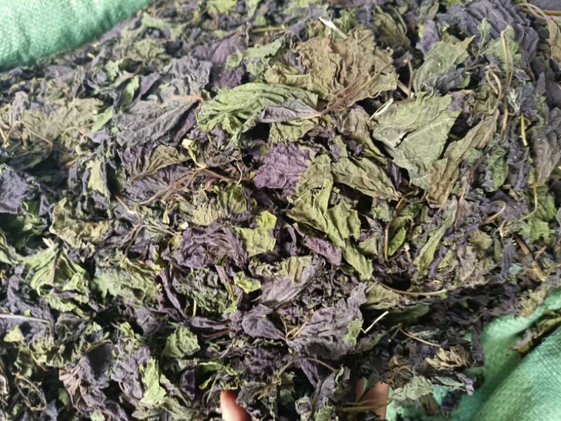 紫苏叶保质保量健康美味随时可聊
