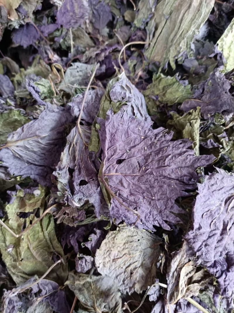 紫苏叶保质保量健康美味随时可聊