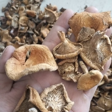 松树菌，一手货源，全国代收代卖，对接商超，货源稳定