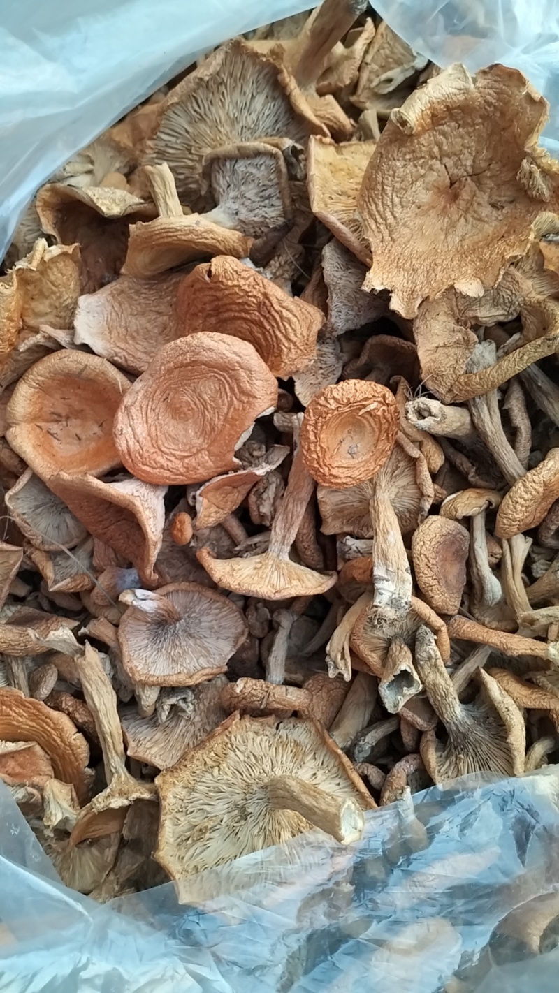 松树菌，一手货源，全国代收代卖，对接商超，货源稳定