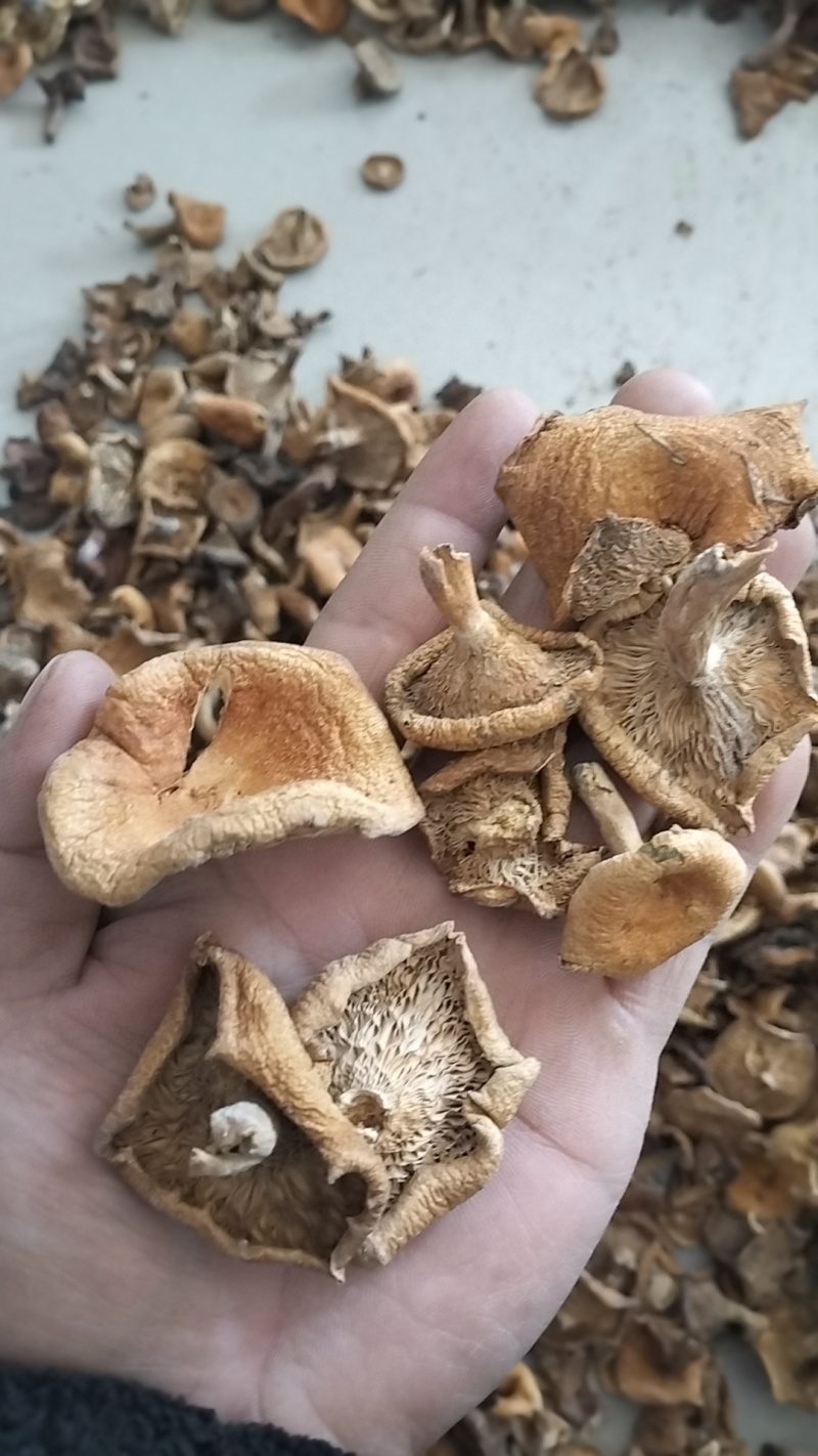 松树菌，一手货源，全国代收代卖，对接商超，货源稳定