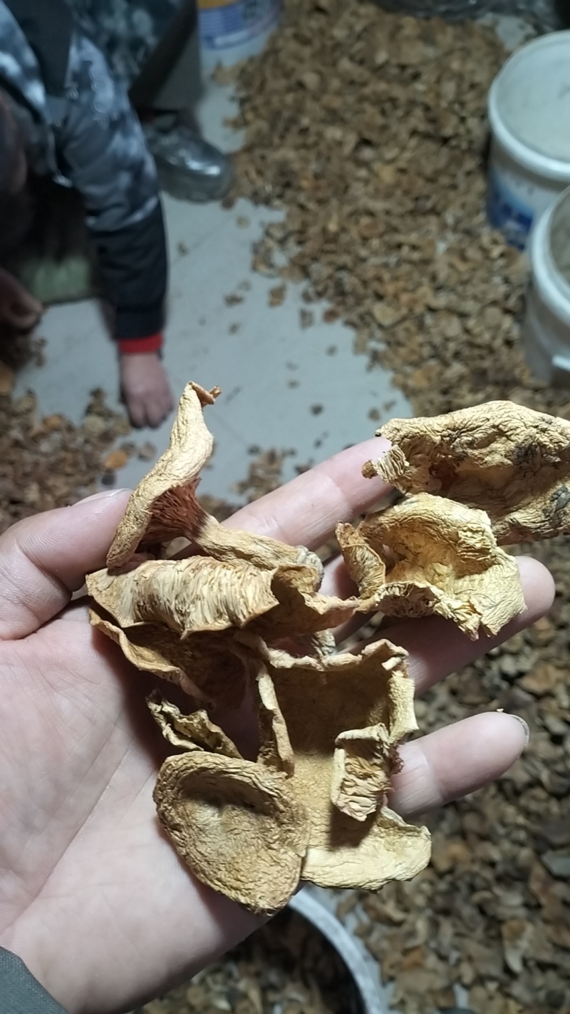 松树菌，一手货源，全国代收代卖，对接商超，货源稳定