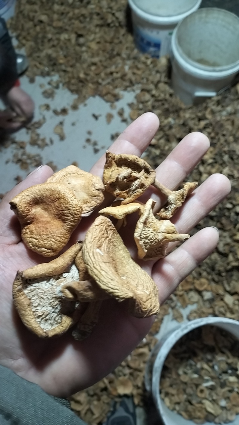 松树菌，一手货源，全国代收代卖，对接商超，货源稳定