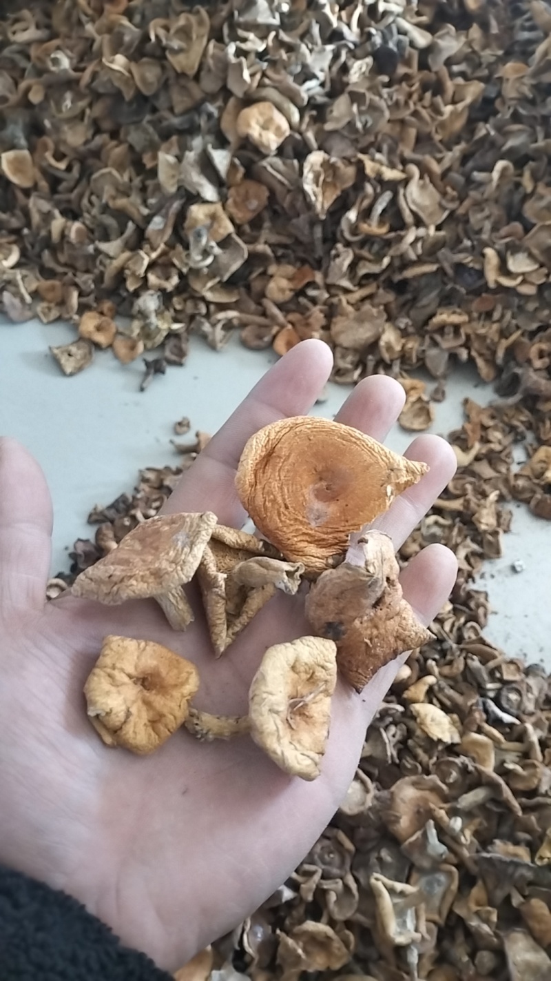 松树菌，一手货源，全国代收代卖，对接商超，货源稳定