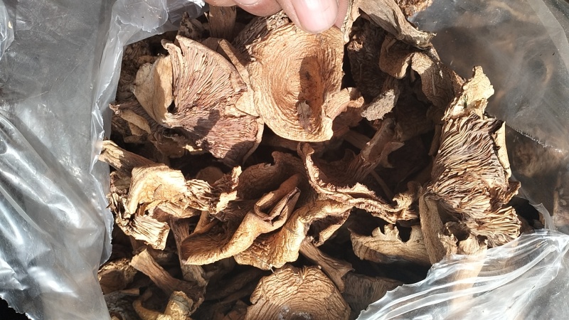 松树菌，一手货源，全国代收代卖，对接商超，货源稳定