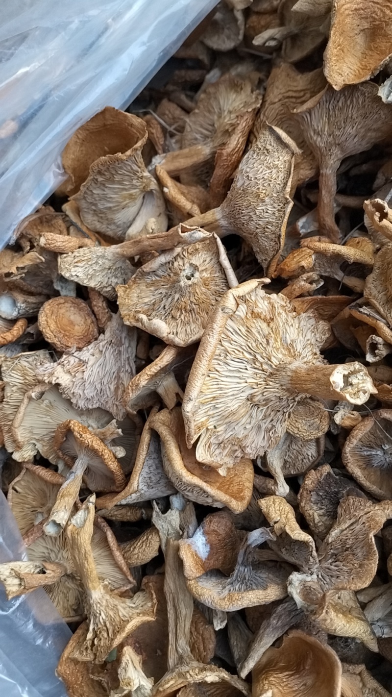 松树菌，一手货源，全国代收代卖，对接商超，货源稳定