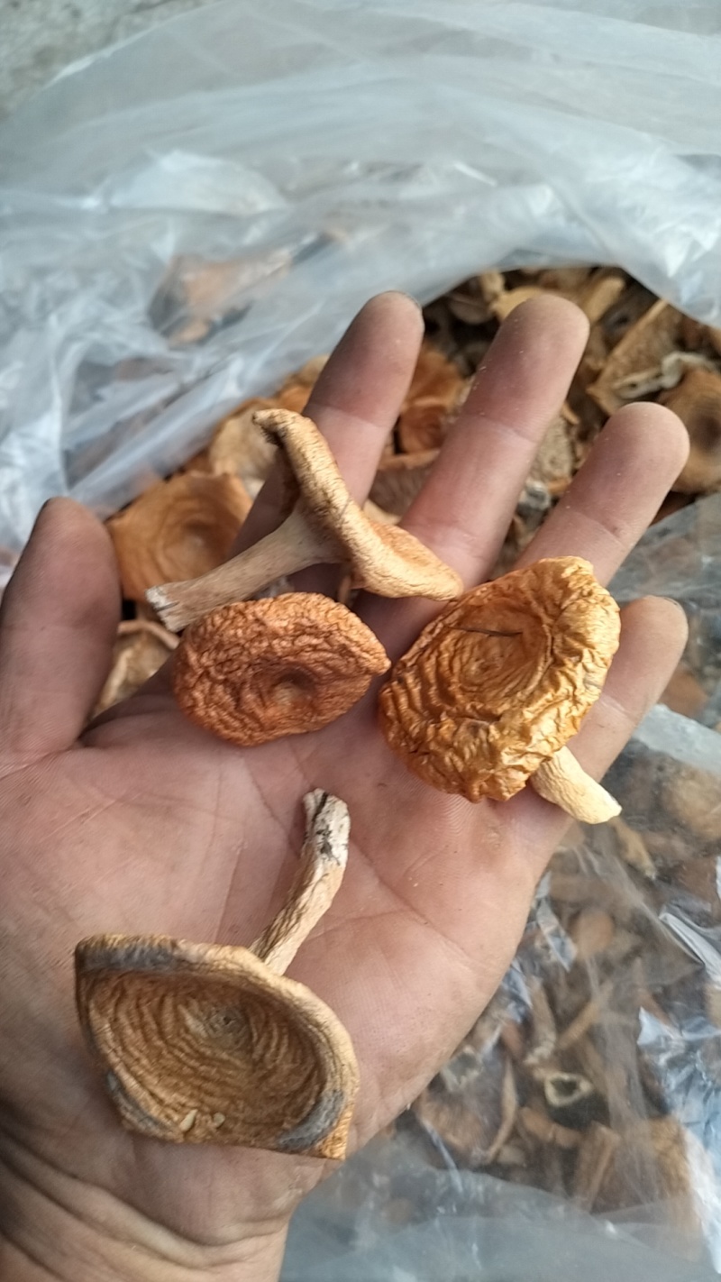 松树菌，一手货源，全国代收代卖，对接商超，货源稳定