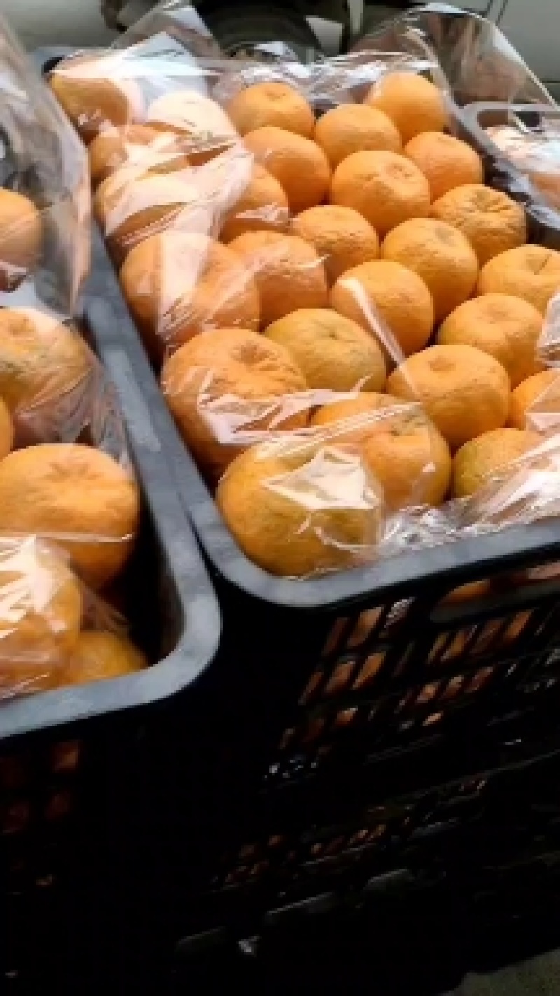 湖南湘西椪柑颜色火红，地理标志性产品货源充足