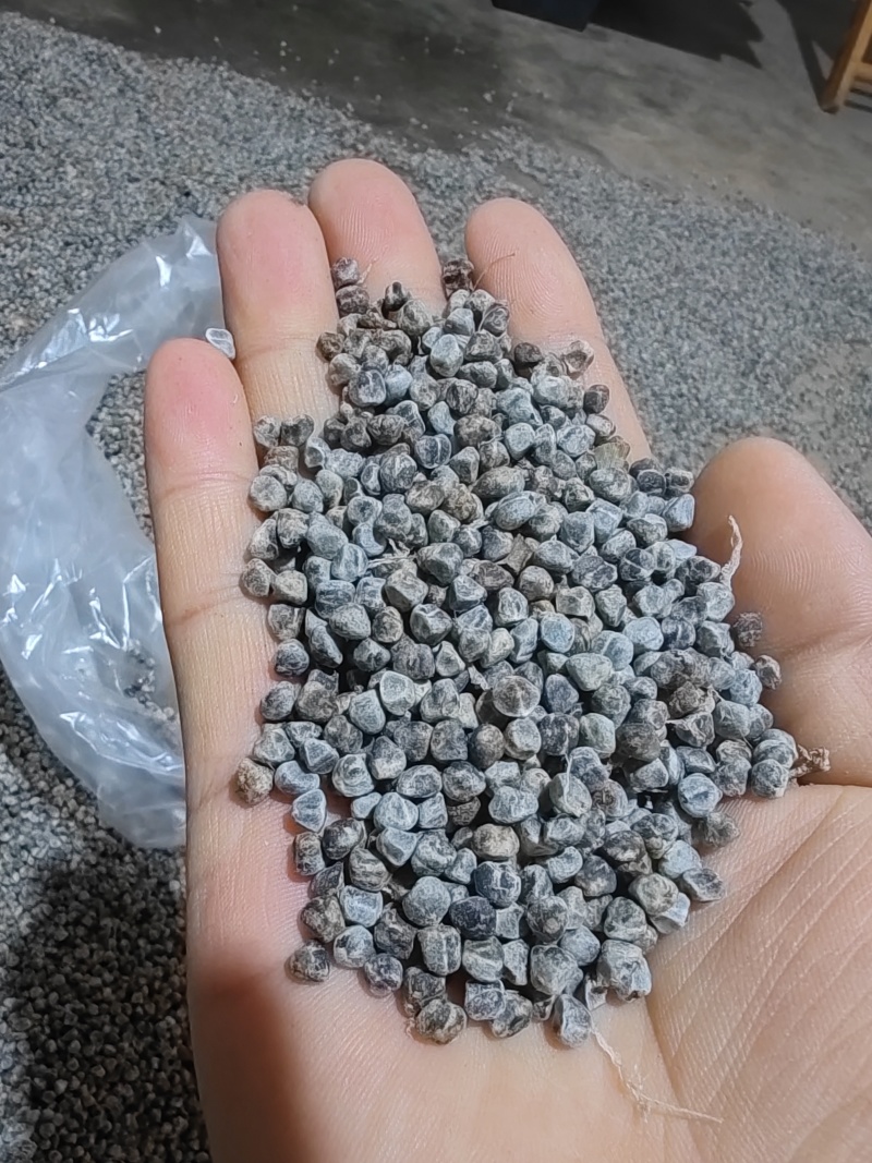 优质四川香砂仁种子，种子饱满，发芽率高！