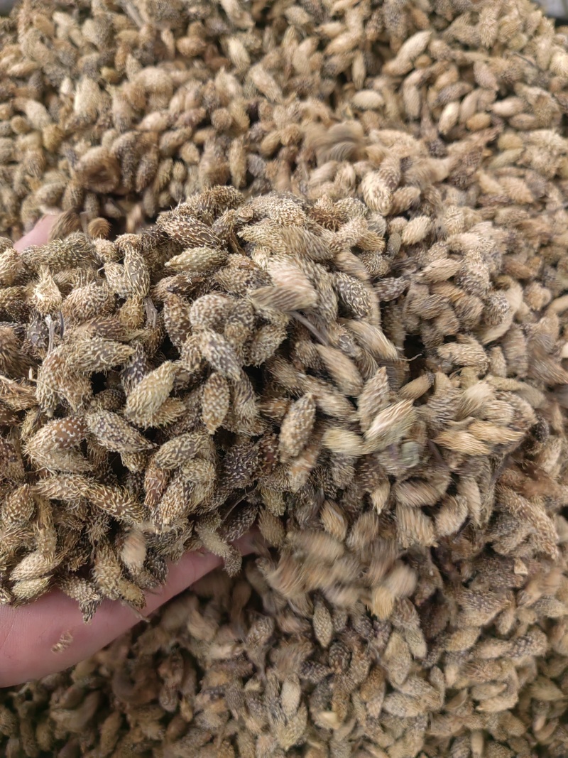 苍耳子中药材