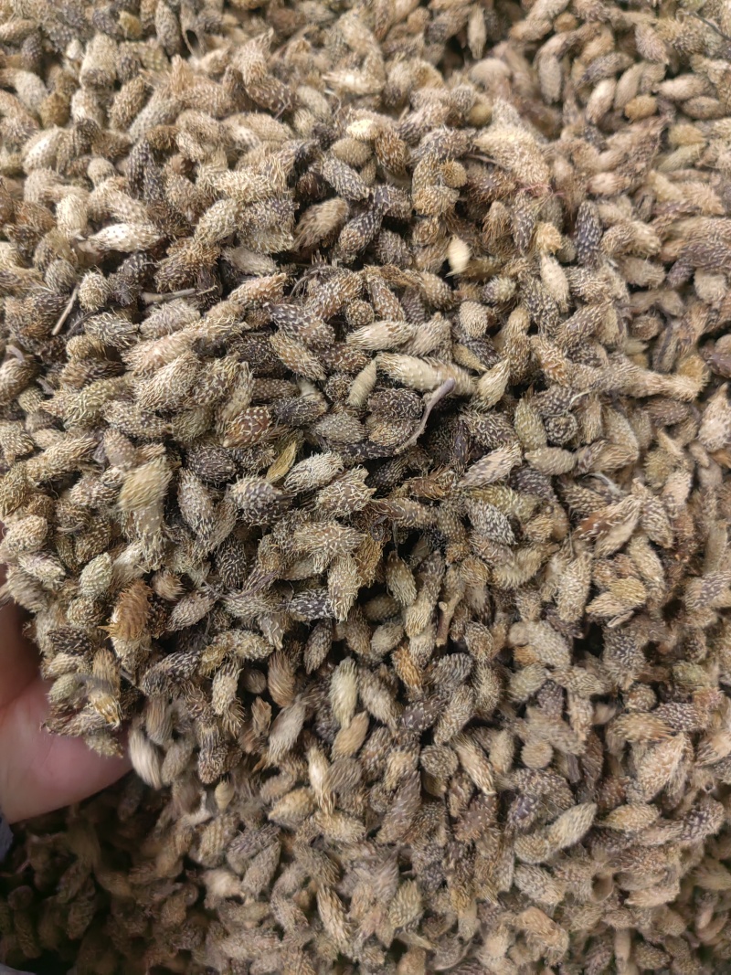 苍耳子中药材