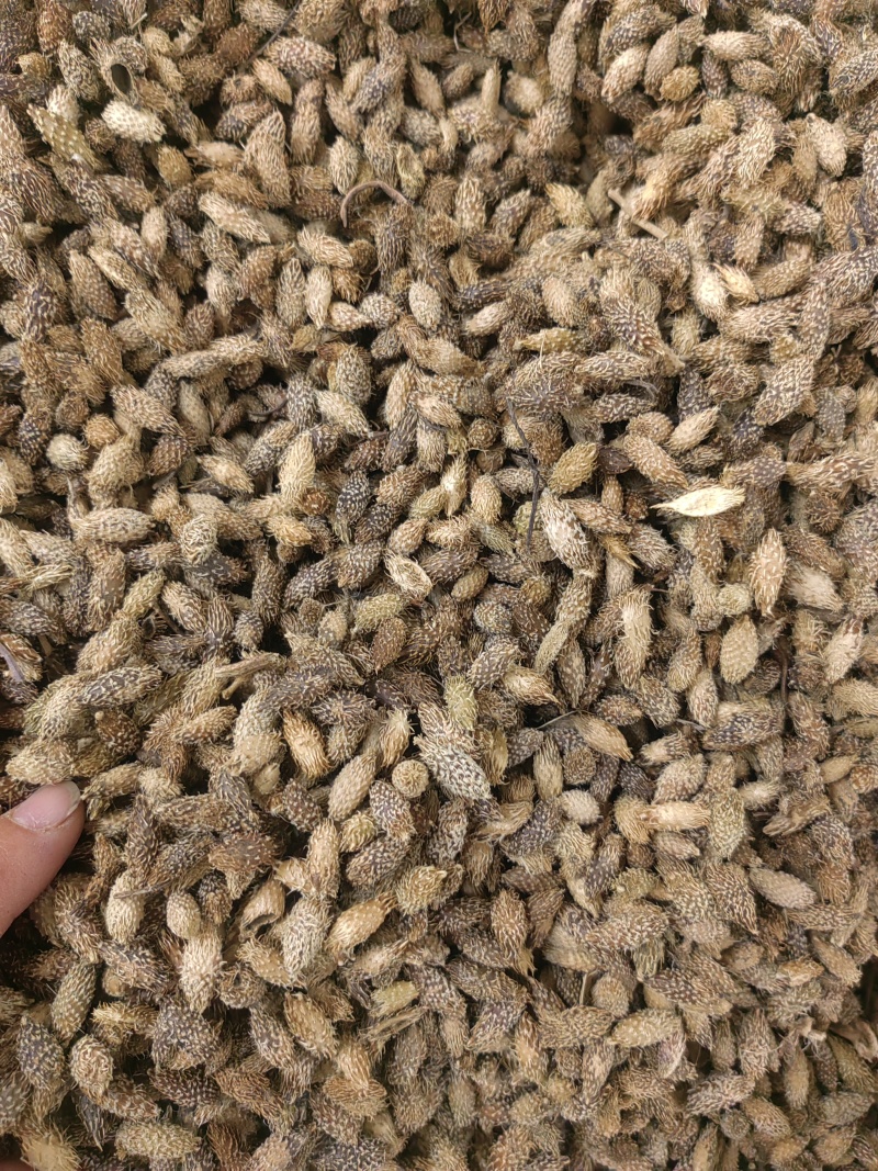 苍耳子中药材