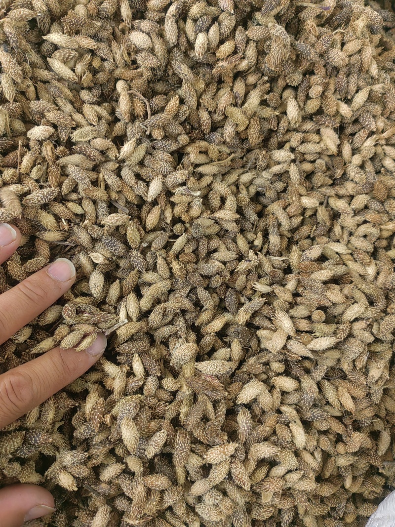 苍耳子中药材