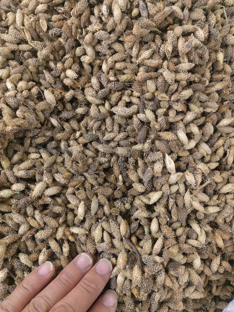 苍耳子中药材