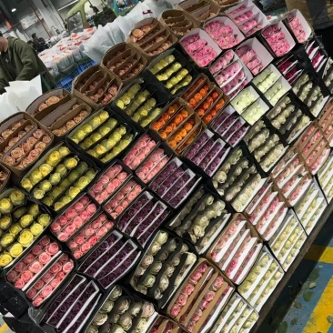 彩玫品种齐全各位老板