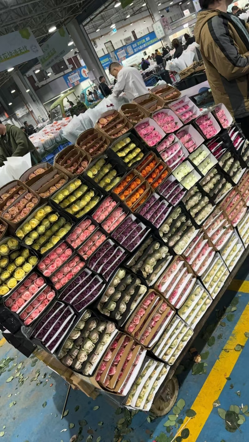 彩玫品种齐全各位老板