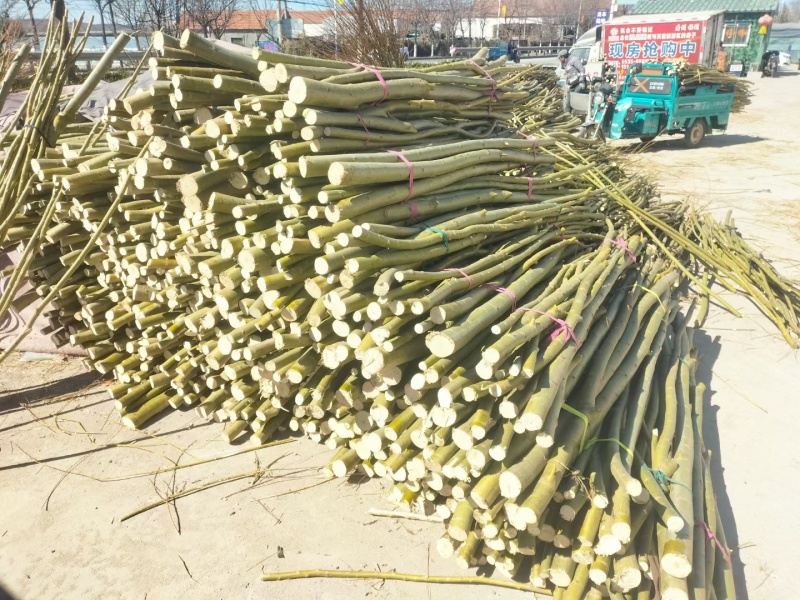 黄青半垂柳杆