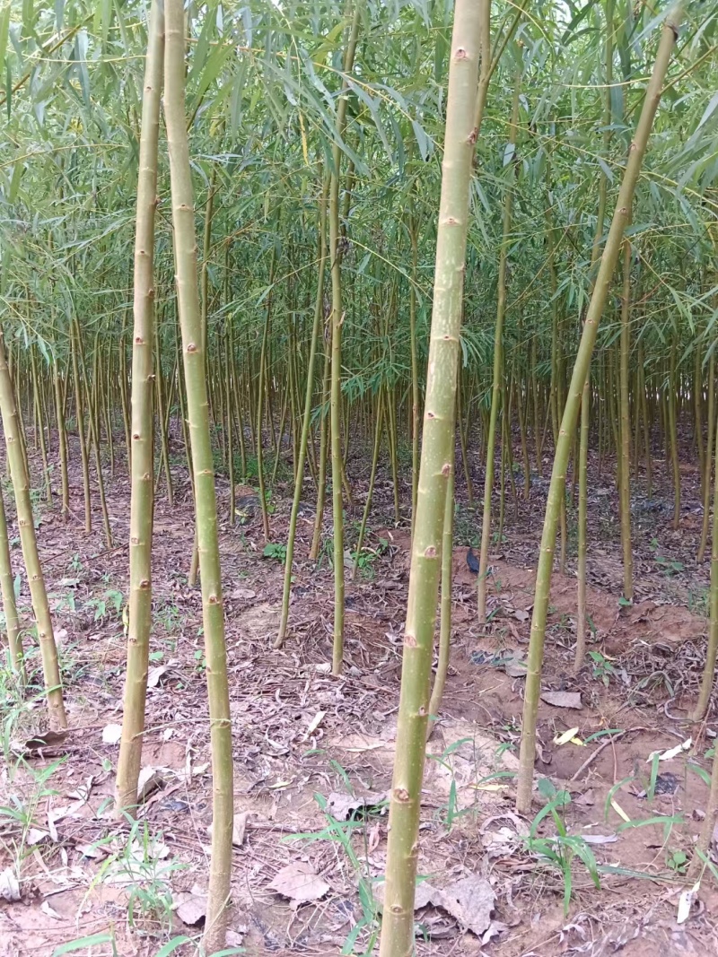 黄青半垂柳杆