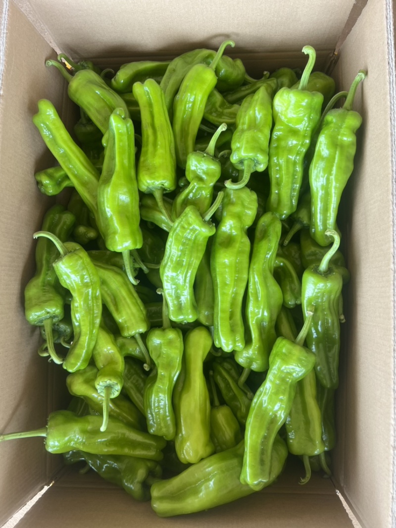 鲜辣椒，芜湖椒，薄皮椒，炮王，欢迎大家来咨询
