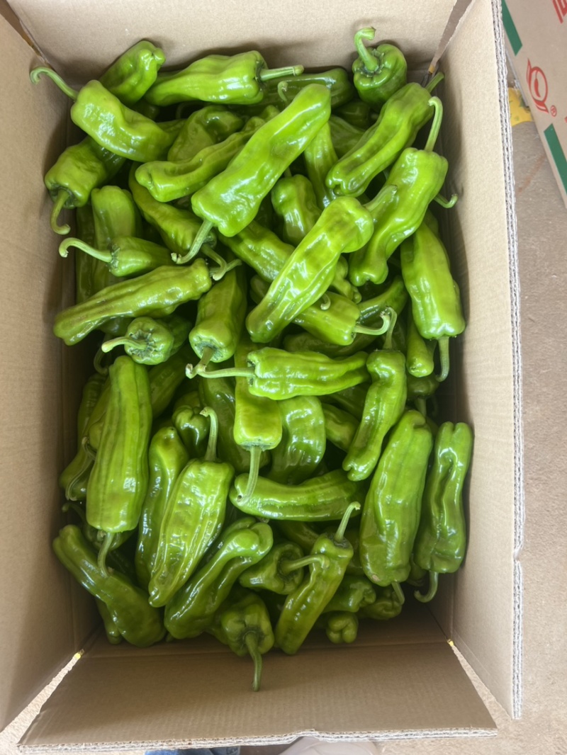鲜辣椒，芜湖椒，薄皮椒，炮王，欢迎大家来咨询