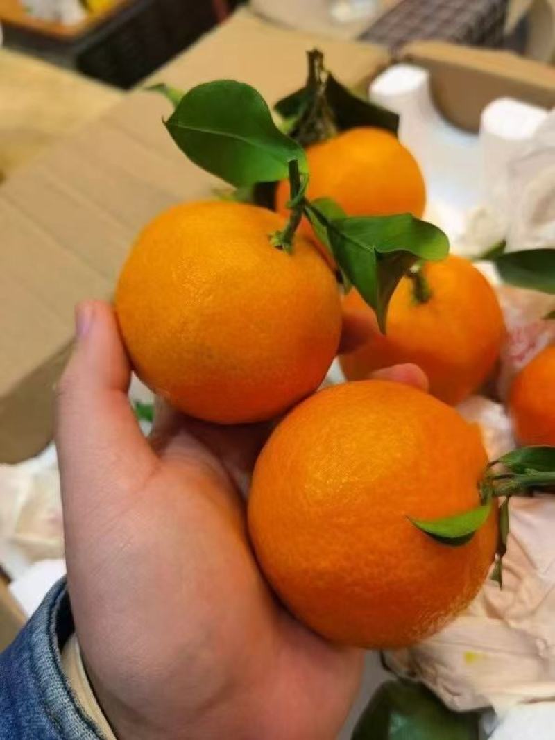 精品爱媛橙，产地直发，品质保证，欢迎各地朋友来电洽谈
