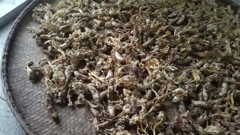 金蝉花大别山地区产地
