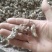 金蝉花大别山地区产地