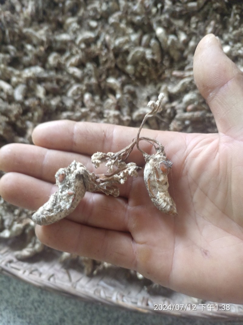 金蝉花大别山地区产地
