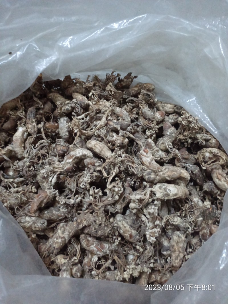 金蝉花大别山地区产地