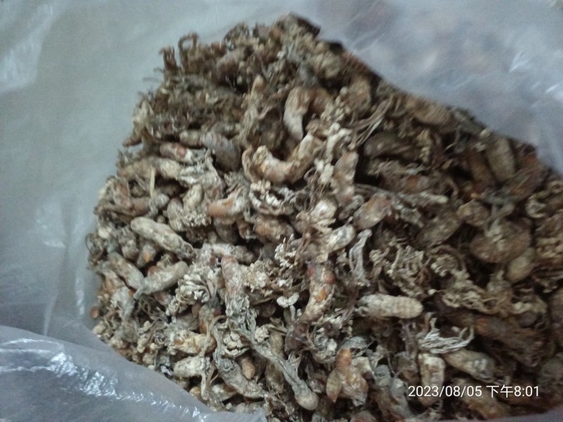 金蝉花大别山地区产地