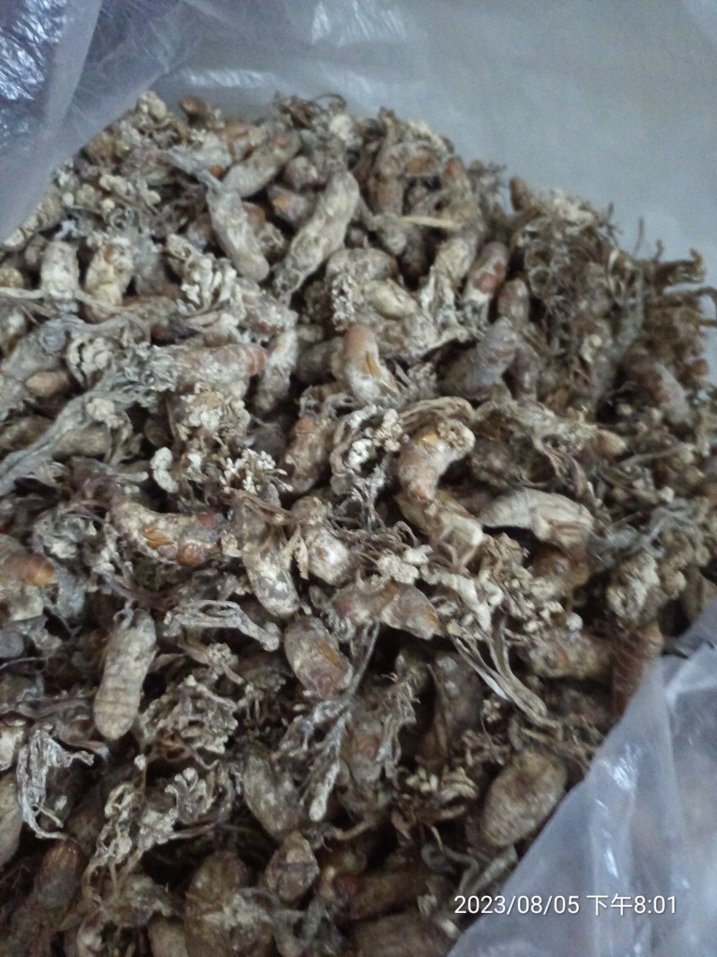 金蝉花大别山地区产地