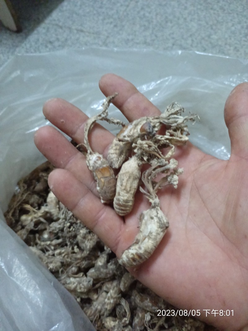 金蝉花大别山地区产地