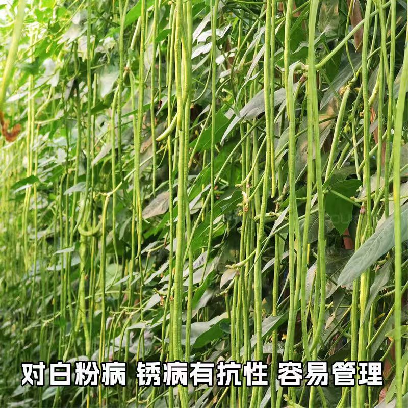 荚盛18豇豆种子，荚条翠绿，条形顺直，肉厚质嫩，厂家直销