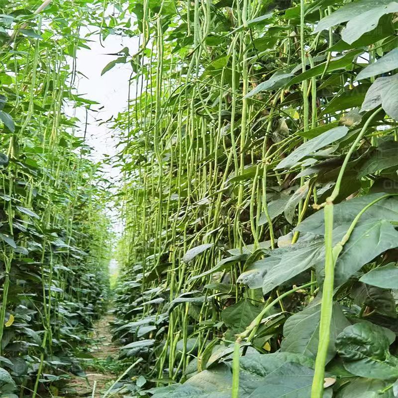 荚盛18豇豆种子，荚条翠绿，条形顺直，肉厚质嫩，厂家直销