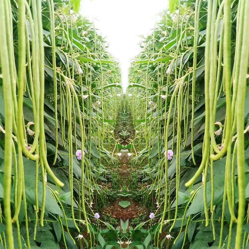 荚盛18豇豆种子，荚条翠绿，条形顺直，肉厚质嫩，厂家直销