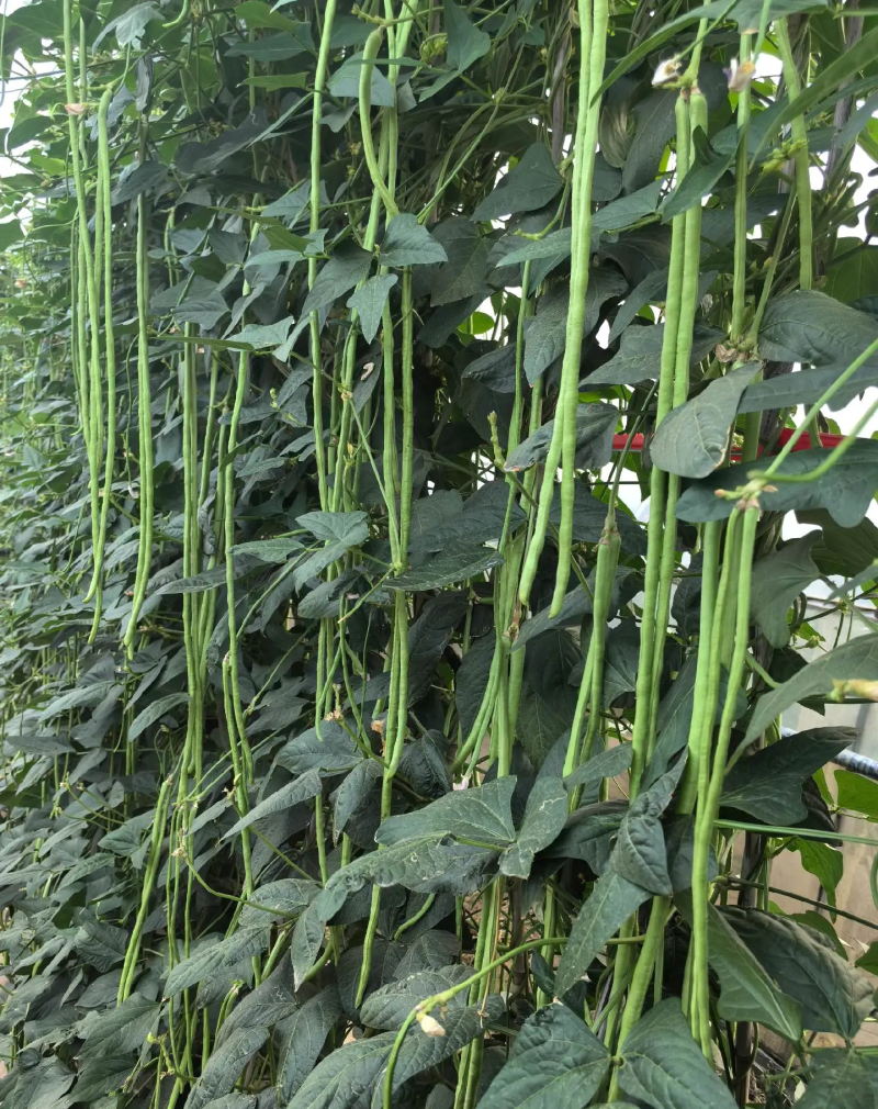 荚盛18豇豆种子，荚条翠绿，条形顺直，肉厚质嫩，厂家直销