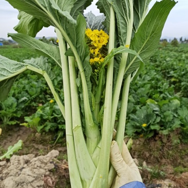 增城迟菜心