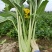 增城迟菜心